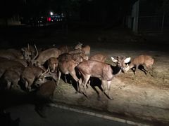 -清迈夜间动物园