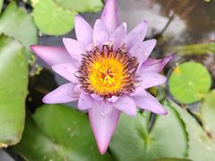 -深圳市中科院仙湖植物园