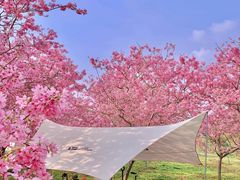 -天适樱花悠乐园