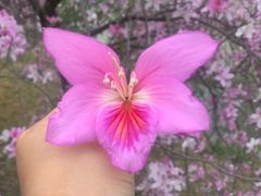 -广东花都湖国家湿地公园