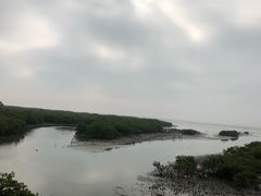 -北海金海湾红树林生态旅游区