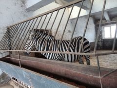 -哈尔滨北方森林动物园