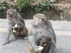-黔灵山公园