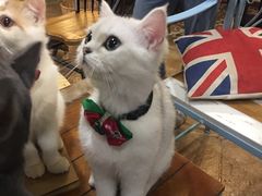 -共舞时光猫咖·狗咖(新街口店)