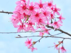 -丹樱生态园