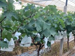 -马陆小张葡萄园农家乐