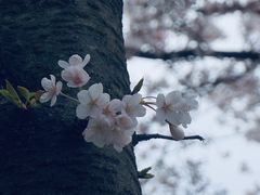 -苏州上方山国家森林公园