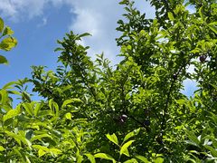 -桃源山庄·水蜜桃采摘·柴火鸡·烧烤团建(龙泉山店)