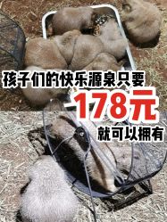 -七巧国萌宠乐园(龙湖天街店)