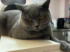 -猫咪派对(江南西店)