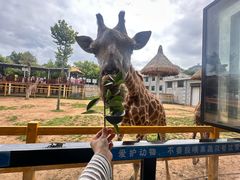 -西霞口神雕山野生动物世界