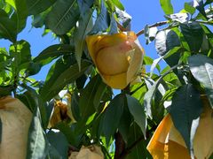 -老袁家蜜桃农场·阳山水蜜桃
