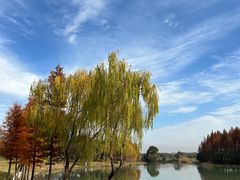 -贡湖湾湿地公园