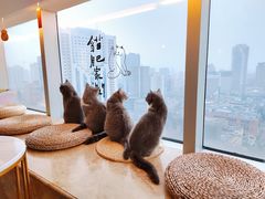 -Catmate·猫肥家润(金润铂宫店)