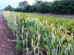 -汉长安城未央宫国家考古遗址公园