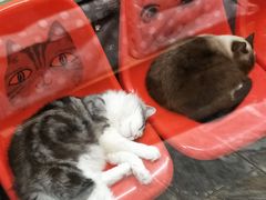 -猫咪博物馆(顶澳仔猫街店)