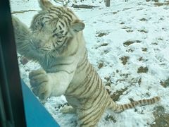 -北京野生动物园