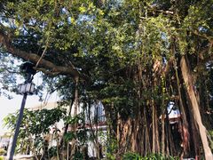 -鼓浪屿钢琴博物馆