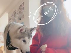 -Husky Go! 哈士奇体验馆·宠物咖啡厅狗咖
