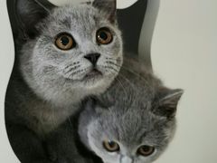 -东方名猫馆·英短金渐层布偶猫舍(环线广场1号楼店)