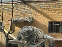 -青藏高原野生动物园