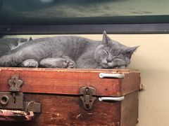 -猫咪博物馆(顶澳仔猫街店)