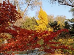 -莲花池公园