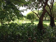 -三亚亚龙湾红树林度假酒店