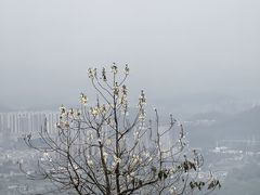 -黄埔油麻山森林公园