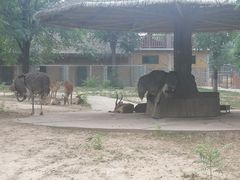 -石家庄市动物园