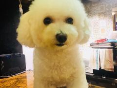 -more than meow吴止猫主题餐厅(承德 中船汇店)