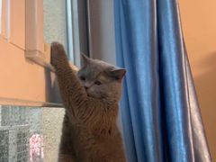 -lincat·猫舍(广州店)