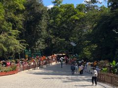 -西双版纳原始森林公园