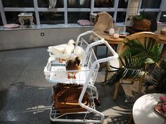 -共舞时光猫咖·狗咖(新街口店)