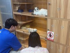 -喵百万·布偶·蓝金金渐层英短·猫舍(百子湾店)