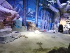 -芜湖新华联大白鲸海洋公园