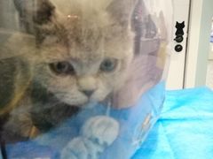 -纳吉亚猫专科动物医院·北北分院