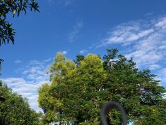 -中澳友谊花园