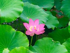 -荷塘月色湿地公园·向阳花洲