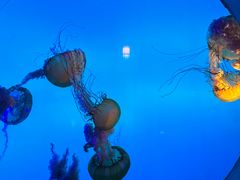 -太平洋海底世界