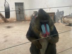 -新疆天山野生动物园