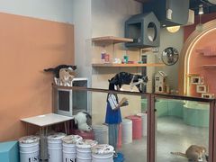 -Honey Bacca 哈尼芭卡高端萌宠(朝阳大悦城店)