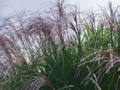 -武清南湖绿博园