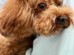 -汪喵宠物医院·骨科心脏影像·犬猫急重症ICU诊疗中心(成华分院)