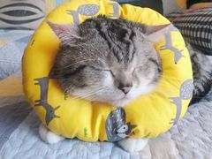 -美联众合宠物医院·爱萌分院·内外科·猫科中心
