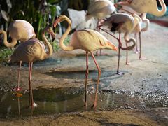 -清迈夜间动物园