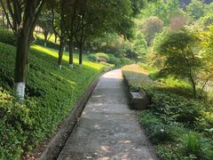 -铁山坪森林公园