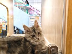 -屋虎猫馆(宝安大仟里店)