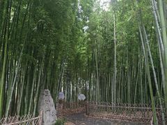 -陈家山荷花公园