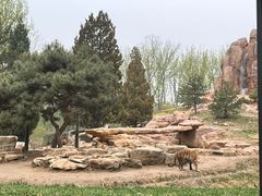 -北京野生动物园